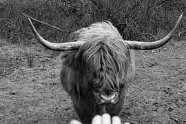 Schotse hooglander “Onderonsje” van Truckpowerr