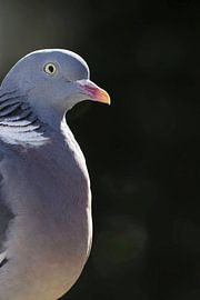 Porträt der Ringeltaube von Saranda in t Veld Fotografie