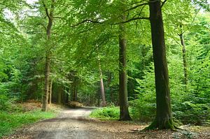 Col forestier