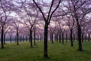 Kirschblüte