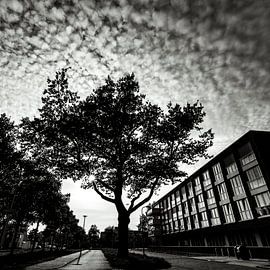 Baum schwarz-weiß von Roelof Jonker