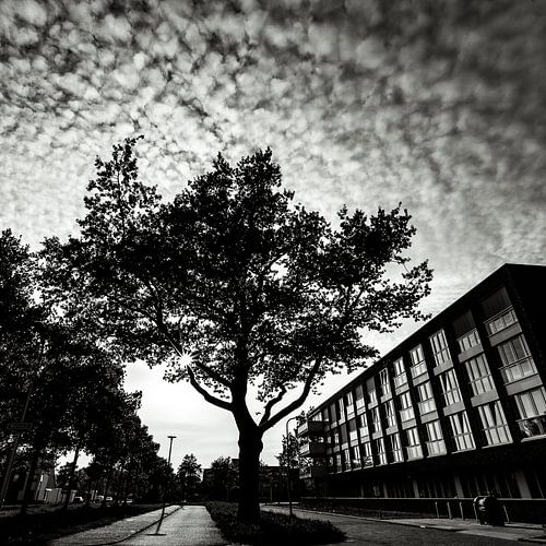 Tree black and white