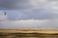 Möwe fliegt über Strand mit Treibsand von Menno van Duijn Miniaturansicht