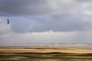 Meeuw vliegend over strand met stuifzand