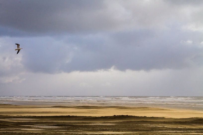 Möwe fliegt über Strand mit Treibsand von Menno van Duijn
