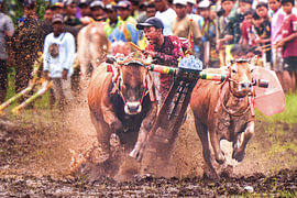 Une course traditionnelle de taureaux « Karapan Sapi » dans un champ boueux sur cr8image