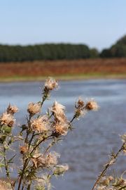 Bloem Oostvaardersplassen. von Zoë Kuperus