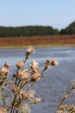 Bloem Oostvaardersplassen. by Zoë Kuperus