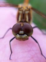 Close-up Libel