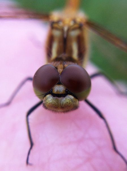 Close-up Libel by Peter en Hetty van Veen