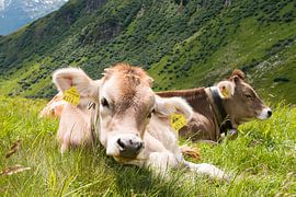 Young Pinky, in Tyrol by Aukelien Philips