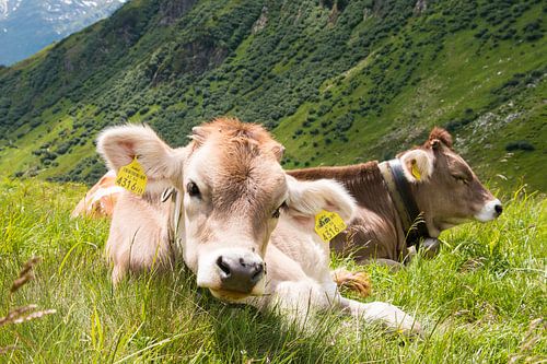 Junger Pinky, in Tirol