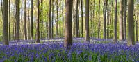 Blue bells
