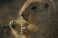 Prairiehondje