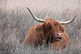 Schottischer Highlander im Gras von Jolanda de Jong-Jansen