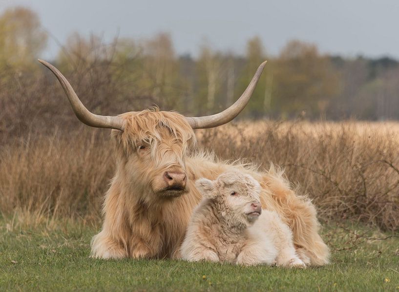 Scottish Highlander with calf, blond by Ans Bastiaanssen