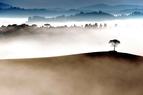 Lonely Tree