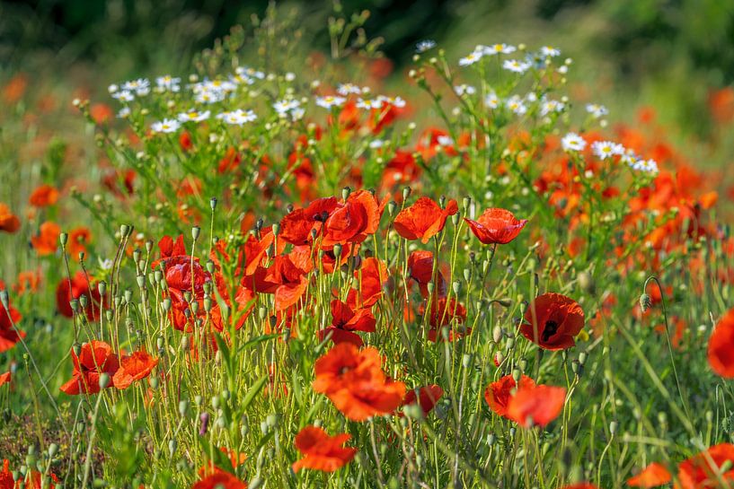 A field full of red poppies by ManfredFotos