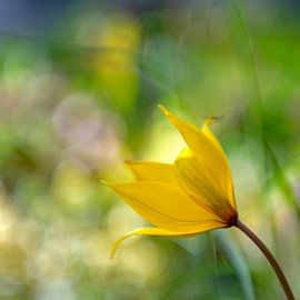 Forest Helper by Hanneke Luit