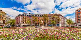 Tulips at Gärtnerplatz in the Glockenbachviertel in Munich by Werner Dieterich