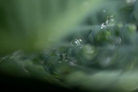 Hosta mit Tautropfen von Perspective