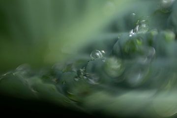 Hosta mit Tautropfen von Perspective