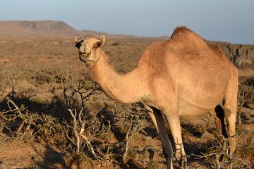 Kamel in der Abendsonne von Alphapics