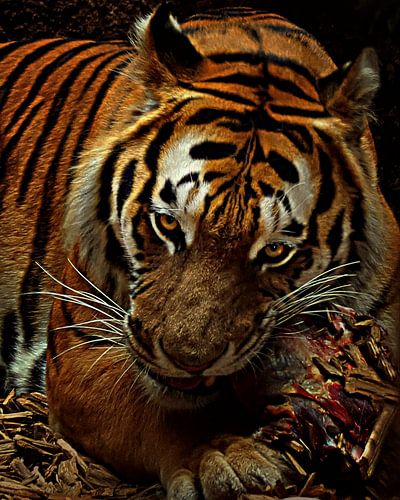 Tijger “Mine”