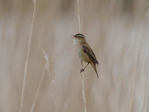 Phragmite des roseaux chantant dans les roseaux