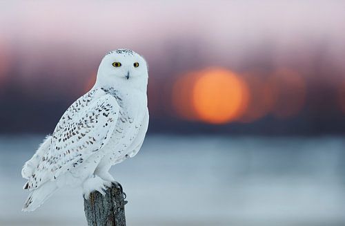 Harfang des neiges (Bubo scandiaca)