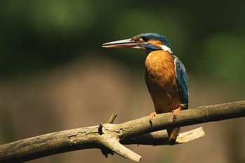 Eisvogel auf einem Ast