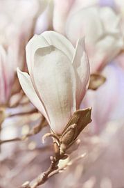 Magnolie von Violetta Honkisz