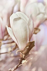 Magnolie