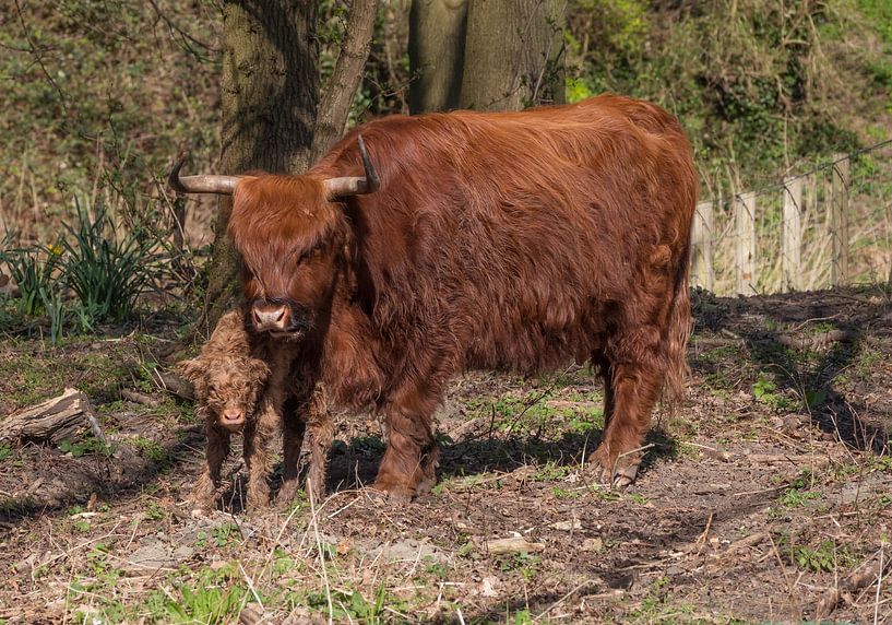 een heel jong pasgeboren kalf van een Schotse hooglander,paar uur oud van ChrisWillemsen
