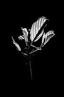 Blatt