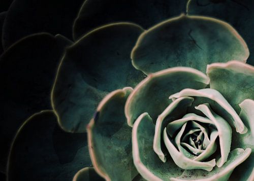 DONKERZIJDE VAN VETPLANTEN IV-C2