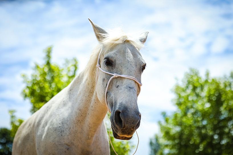 Graues Pferd von Miranda Jansen Fotografie