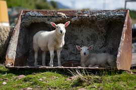 Schaufelschafe van Andreas Müller