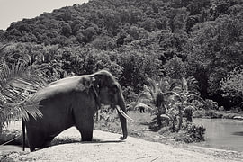 Asian elephant by the water in black and white