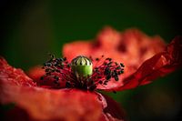 Das Herz einer Mohnblume