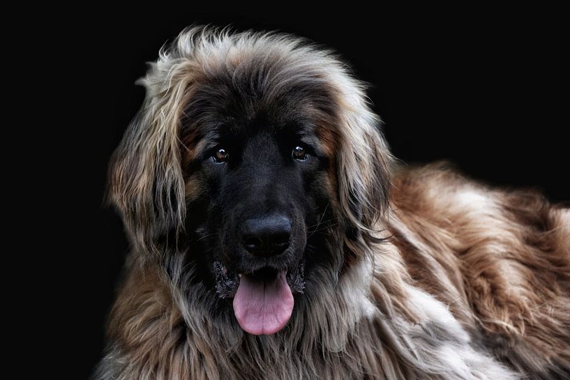 The Leonberger by Joachim G. Pinkawa