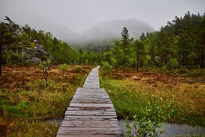 Wildnis auf dem Weg zum Preikestolen in Norwegen während regnerischem Wetter