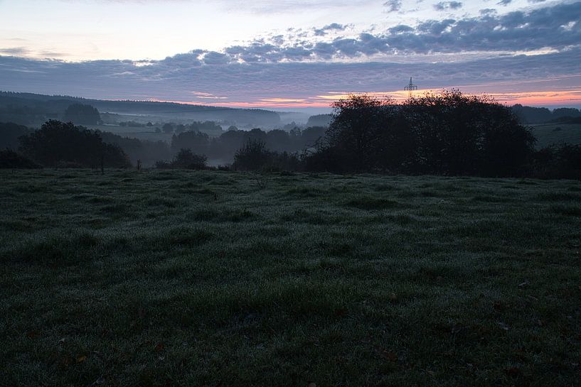 Boom in een weiland in de mist bij zonsopgang van Martin Köbsch