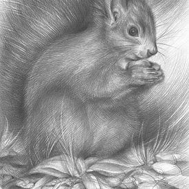 Squirrel sitting on the forest floor by Adriana Müller