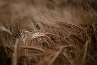 Wind