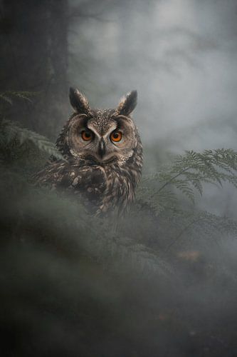 Mystical Eagle Owl in Misty Forest – Atmospheric Wildlife Portrait with Intense Orange Eyes by Design Wall Arts