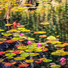 water lilies by Peter Smeekens