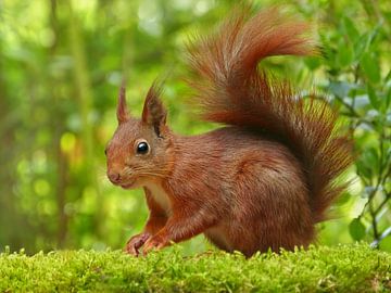 Red Alert (Red Squirrel) by Caroline Lichthart