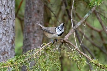 Crested tit by Merijn Loch