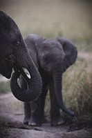 Baby Afrikaanse Olifant